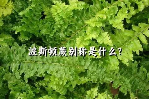 波斯顿蕨别称是什么？