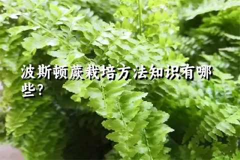 波斯顿蕨栽培方法知识有哪些？