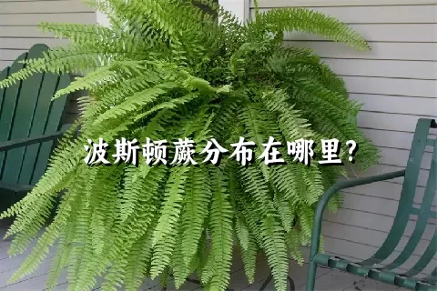 波斯顿蕨分布在哪里?