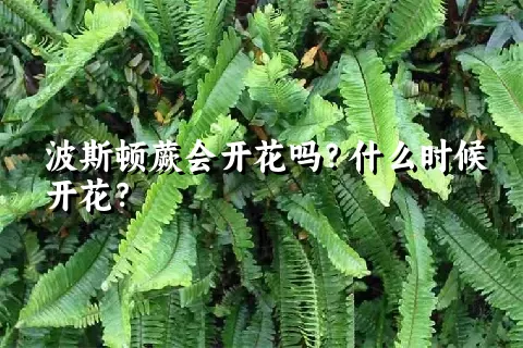 波斯顿蕨会开花吗？什么时候开花？