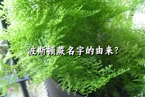 波斯顿蕨名字的由来？