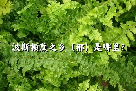 波斯顿蕨之乡（都）是哪里？