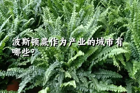 波斯顿蕨作为产业的城市有哪些？