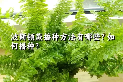 波斯顿蕨播种方法有哪些？如何播种？