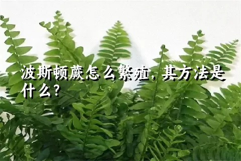 波斯顿蕨怎么繁殖，其方法是什么？