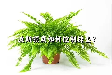 波斯顿蕨如何控制株型？