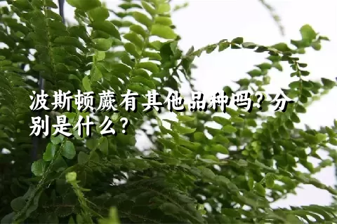 波斯顿蕨有其他品种吗？分别是什么？