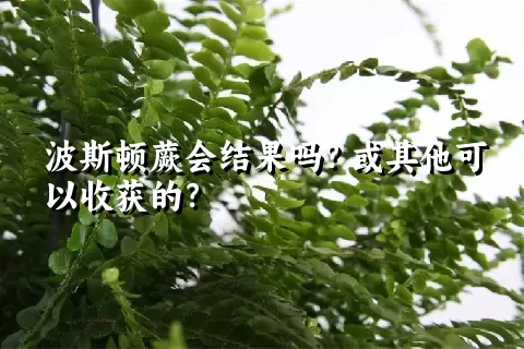 波斯顿蕨会结果吗？或其他可以收获的？