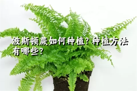 波斯顿蕨如何种植？种植方法有哪些？