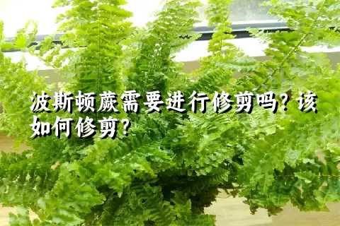 波斯顿蕨需要进行修剪吗？该如何修剪？