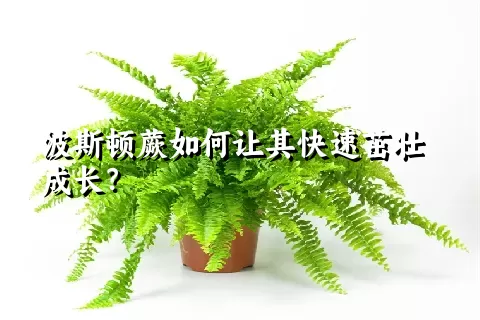 波斯顿蕨如何让其快速茁壮成长？