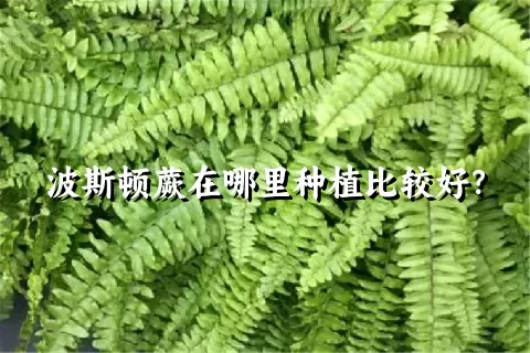 波斯顿蕨在哪里种植比较好？