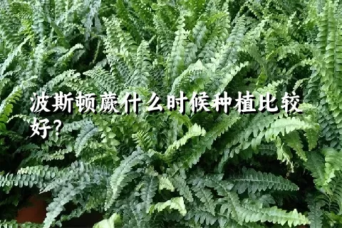 波斯顿蕨什么时候种植比较好？