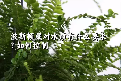 波斯顿蕨对水质有什么要求？如何控制