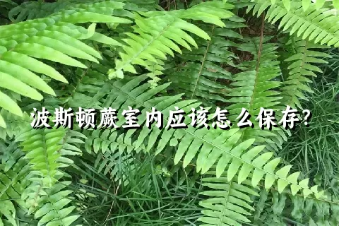 波斯顿蕨室内应该怎么保存？