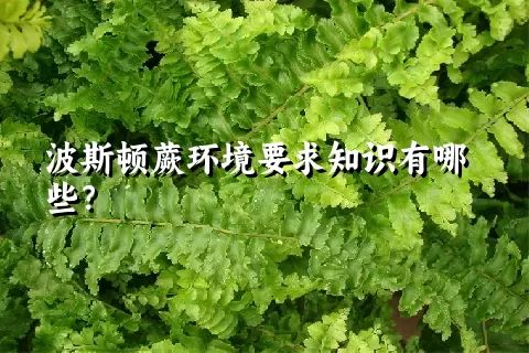 波斯顿蕨环境要求知识有哪些？