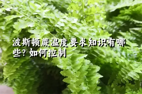 波斯顿蕨温度要求知识有哪些？如何控制