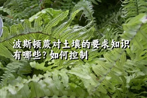 波斯顿蕨对土壤的要求知识有哪些？如何控制