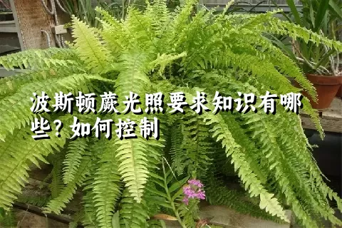 波斯顿蕨光照要求知识有哪些？如何控制