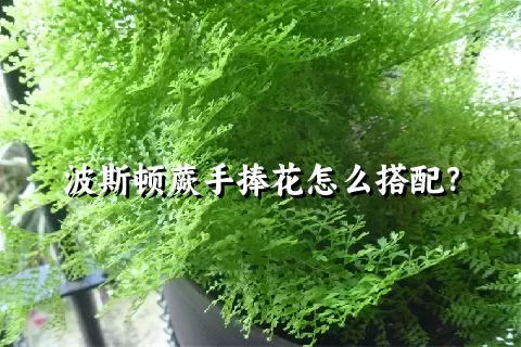 波斯顿蕨手捧花怎么搭配？