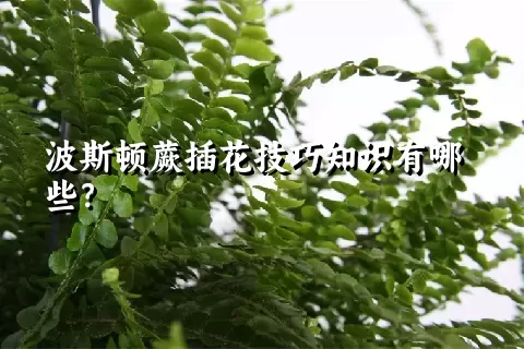 波斯顿蕨插花技巧知识有哪些？