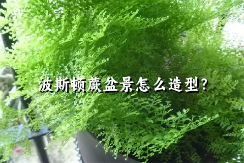 波斯顿蕨盆景怎么造型？