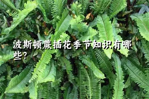 波斯顿蕨插花季节知识有哪些？