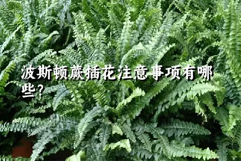 波斯顿蕨插花注意事项有哪些？