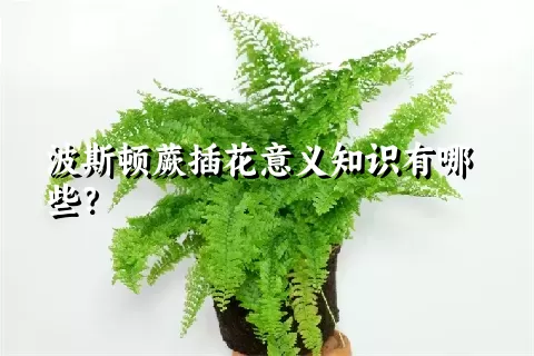 波斯顿蕨插花意义知识有哪些？