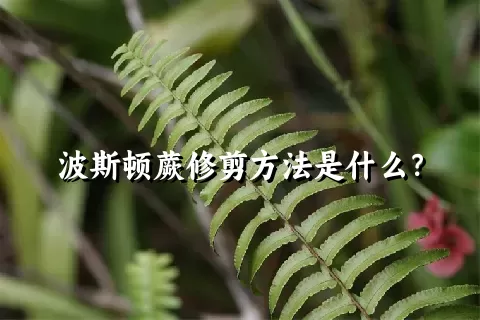 波斯顿蕨修剪方法是什么？