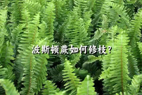 波斯顿蕨如何修枝？