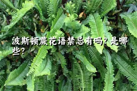 波斯顿蕨花语禁忌有吗？是哪些？