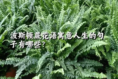 波斯顿蕨花语寓意人生的句子有哪些？