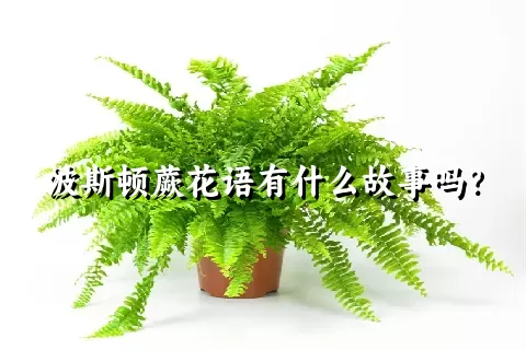 波斯顿蕨花语有什么故事吗？