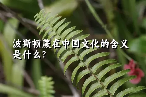 波斯顿蕨在中国文化的含义是什么？