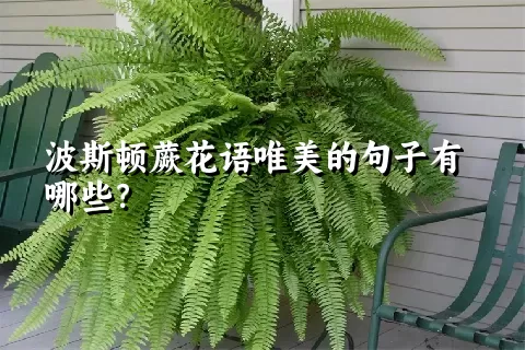 波斯顿蕨花语唯美的句子有哪些？