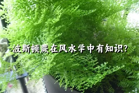 波斯顿蕨在风水学中有知识？