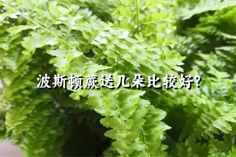 波斯顿蕨送几朵比较好？