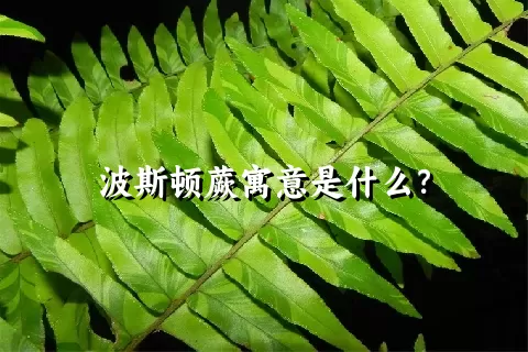 波斯顿蕨寓意是什么？