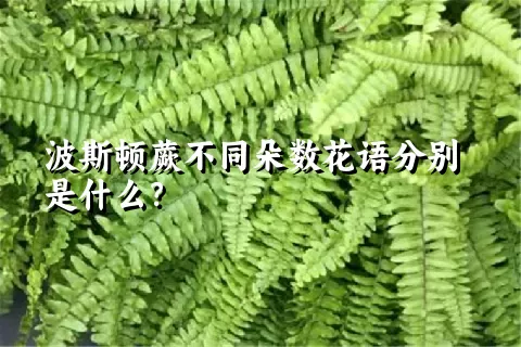 波斯顿蕨不同朵数花语分别是什么？