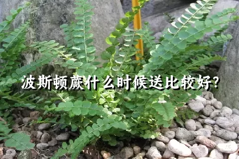 波斯顿蕨什么时候送比较好？