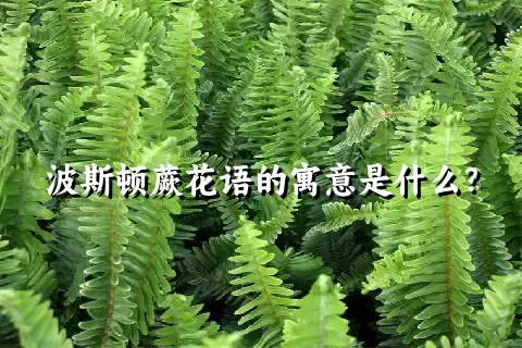 波斯顿蕨花语的寓意是什么？