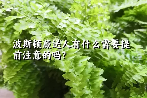 波斯顿蕨送人有什么需要提前注意的吗？