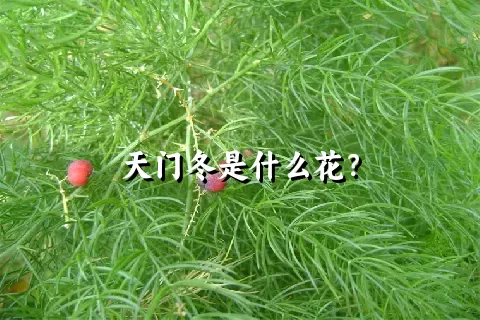 天门冬是什么花？