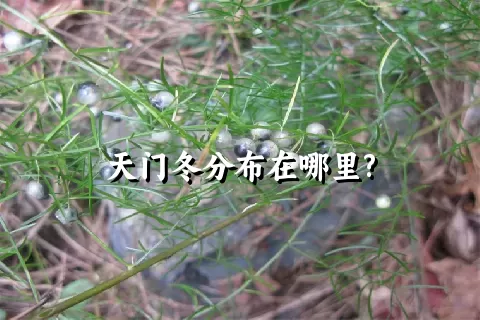 天门冬分布在哪里?