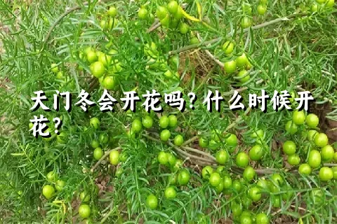 天门冬会开花吗？什么时候开花？