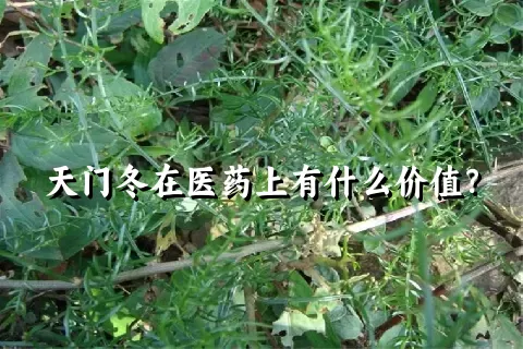 天门冬在医药上有什么价值？