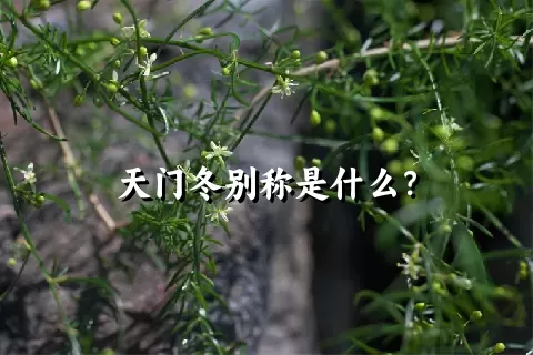 天门冬别称是什么？