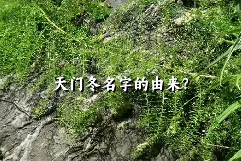 天门冬名字的由来？