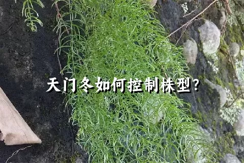 天门冬如何控制株型？